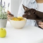 close-up-dog-sniffing-cereals