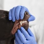 close-up-hands-checking-dog-s-mouth